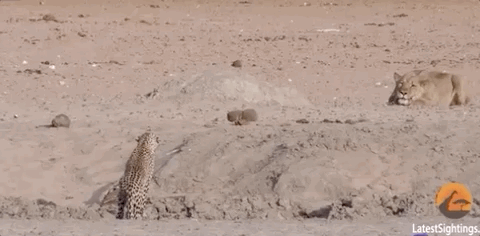 非洲草原狮子罕见捕杀豹子,豹子吓到疯狂逃窜,逃到树上瑟瑟发抖