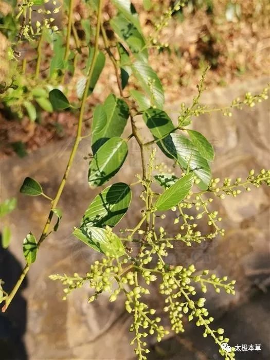 黄鳝藤,见过吗?祛风利湿,止痛.可用于风湿关节痛,骨折