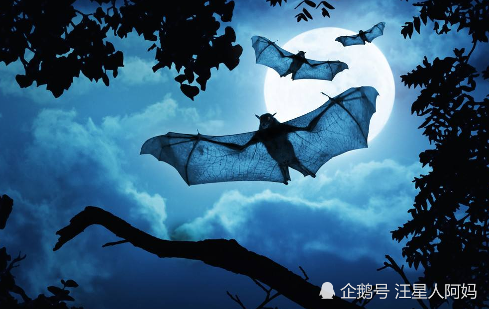 蝙蝠,倒立睡觉,脑充血,科学,动物
