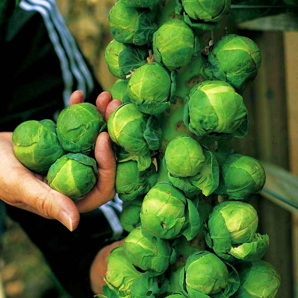 孢子橄榄 brussel sprouts