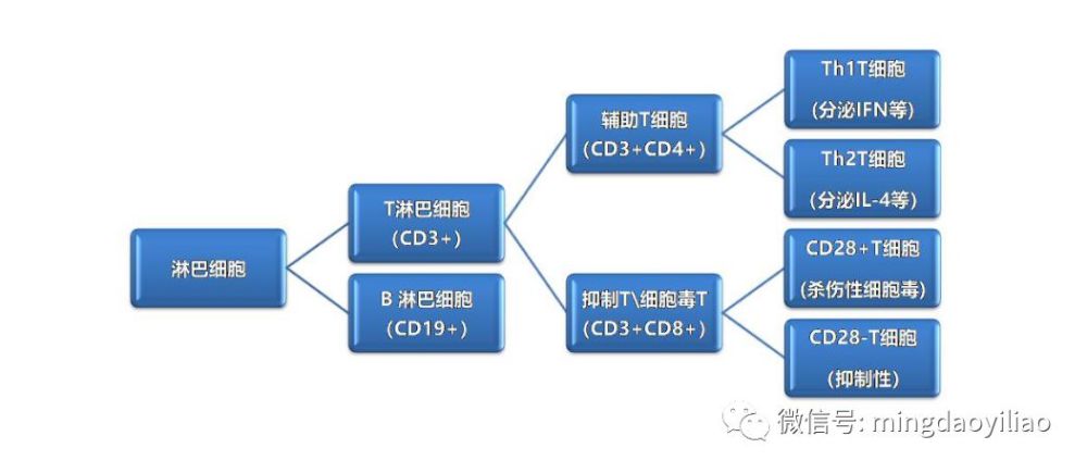 管理好免疫力,就是战斗力:淋巴细胞亚群的意义