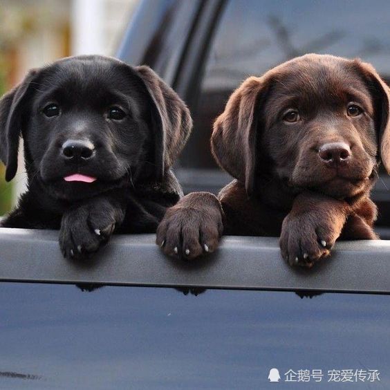 警犬,狗狗,杜宾犬,拉布拉多犬