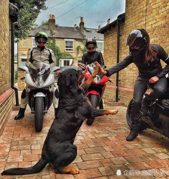 警犬,狗狗,杜宾犬,拉布拉多犬