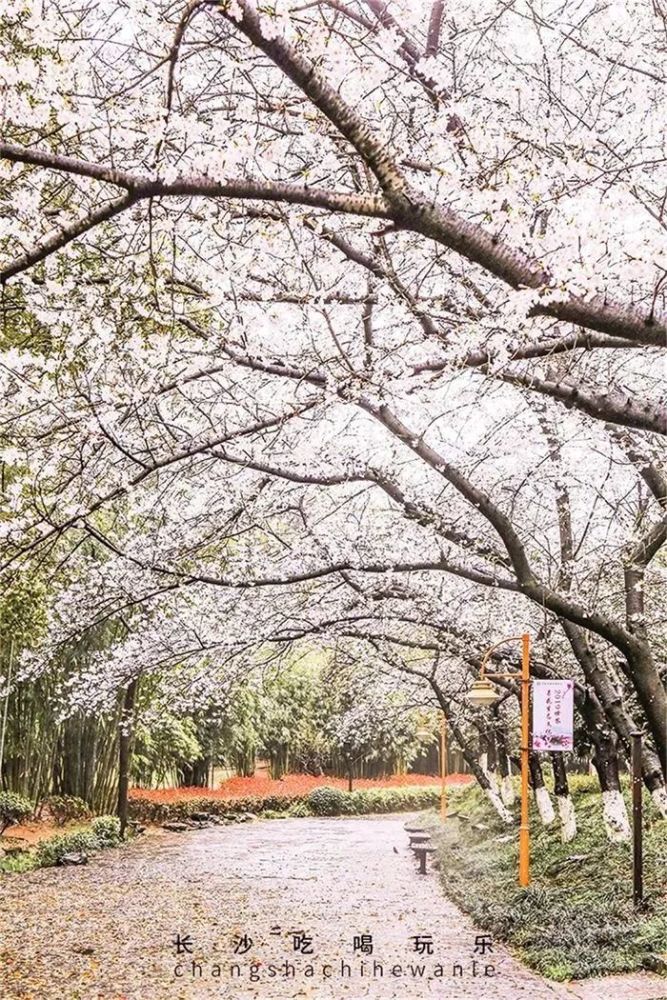 染井吉野樱开花时繁华满枝,仿佛在头顶撑开了一把梦幻的樱花伞,壮丽而