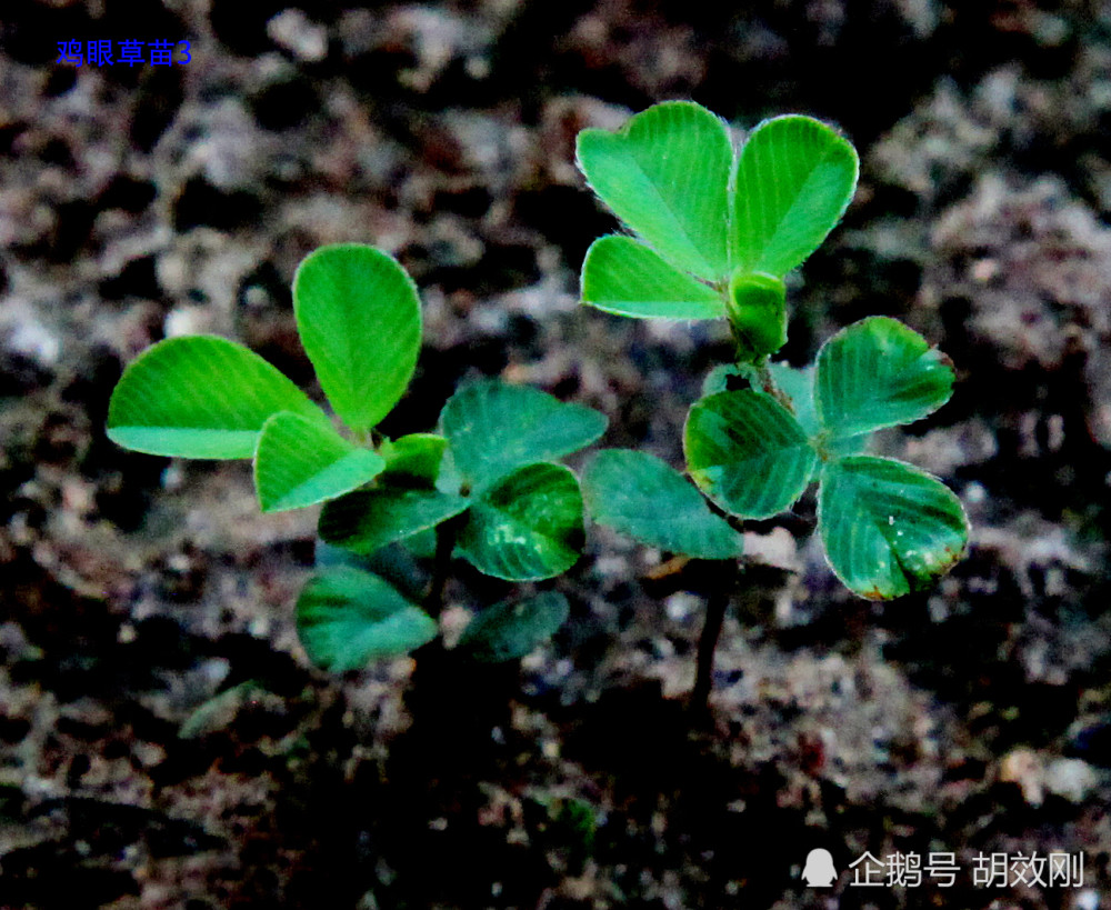 豆科鸡眼草种子,芽,幼苗,幼株及成株原图