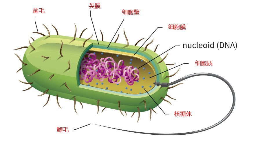 再看看细菌,细菌也是细胞结构,细胞有细胞壁,细胞膜等构造,有的细菌
