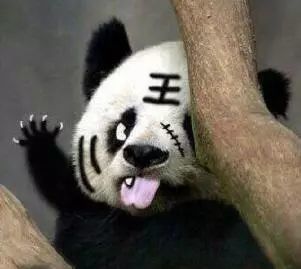 国宝熊猫表情包合集