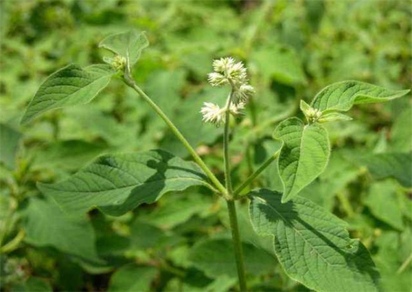 农村有种植物叫"牛膝",过去曾是皇室贡品,如今却很少有人认识