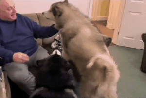 壁纸 动物 狗 狗狗 300_202 gif 动态图 动图