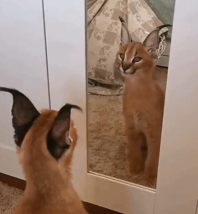 猫咪第一次照镜子很好奇,结果站在那里不走了,猫:这帅哥谁啊?