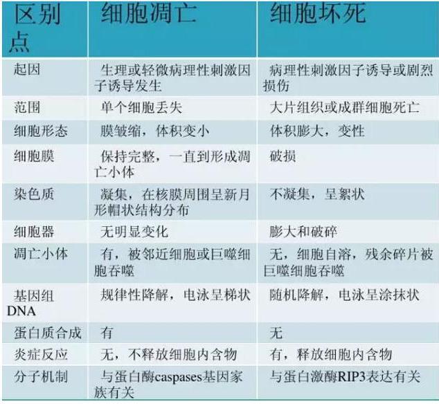 细胞的衰老,凋亡以及癌变
