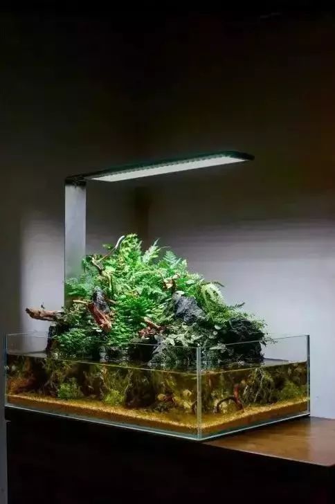 雨林缸,植物,沉木
