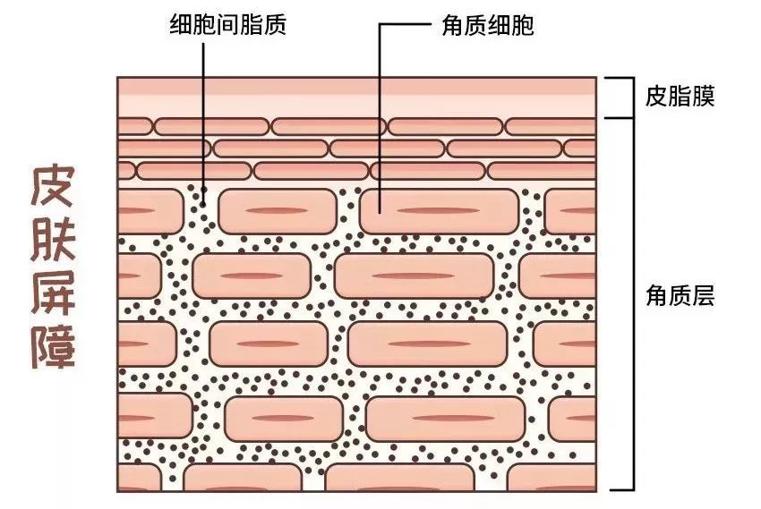 天天都说皮肤屏障受损,你真的了解吗?