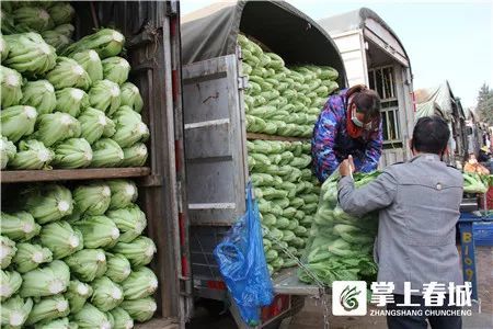 官渡区王旗营蔬菜批发市场全面复工 大白菜2元/公斤