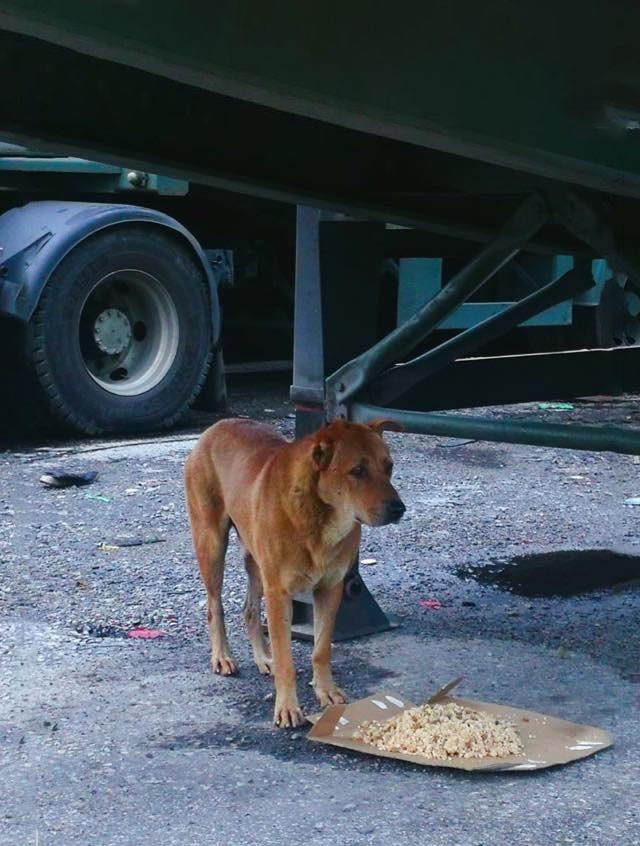 狗狗,看门狗,伤害,工地