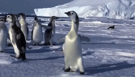 企鹅,阿德利,磷虾,阿德利企鹅,帝企鹅