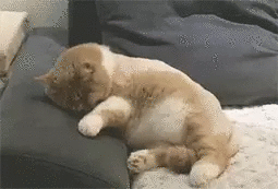 猫咪,喵星人,萌宠,宠物,铲屎官