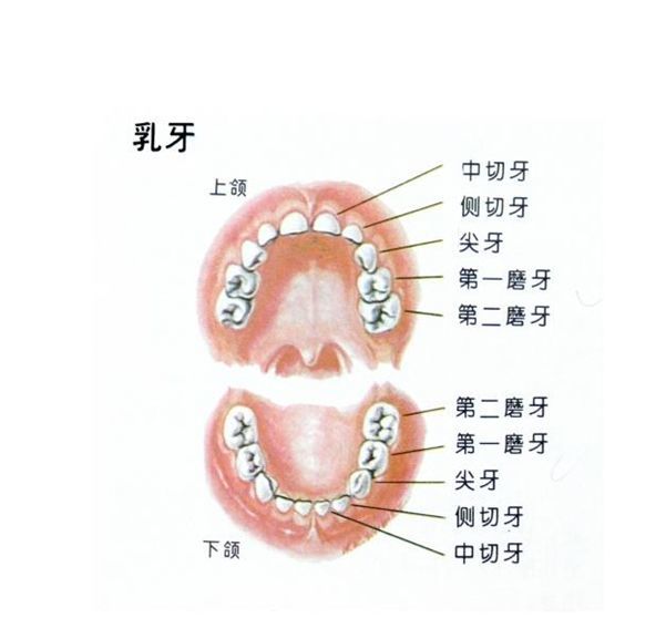 乳牙与恒牙