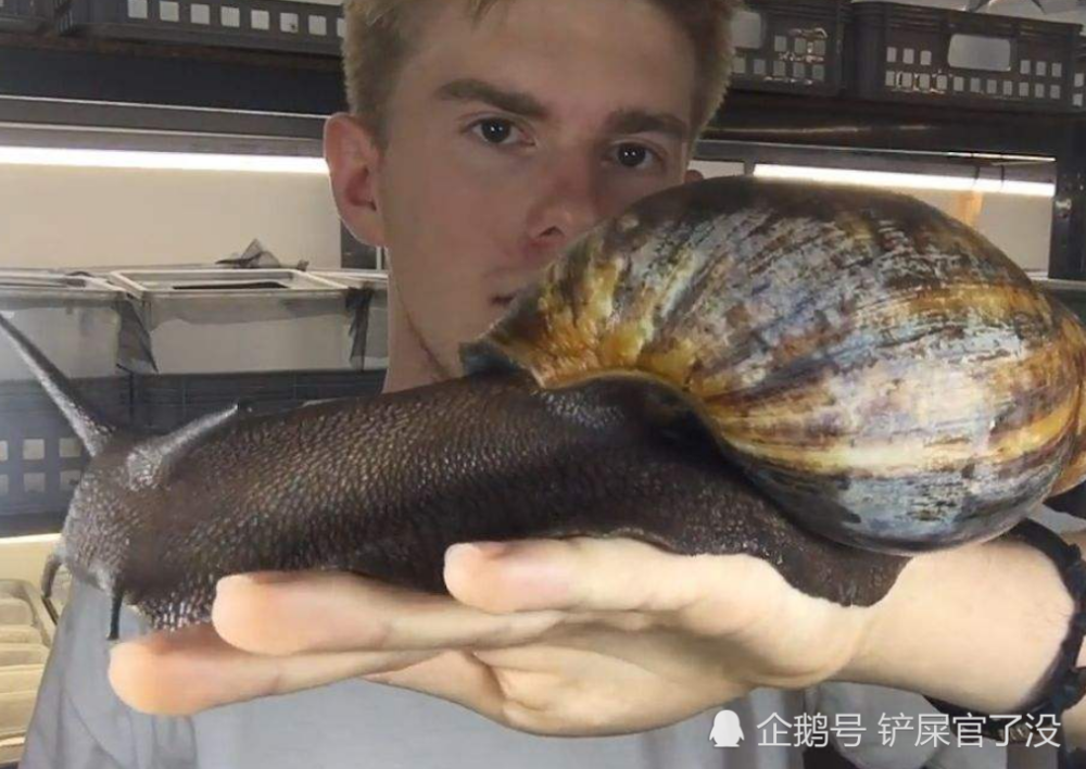 非洲,铲屎官,不乐,非洲大蜗牛