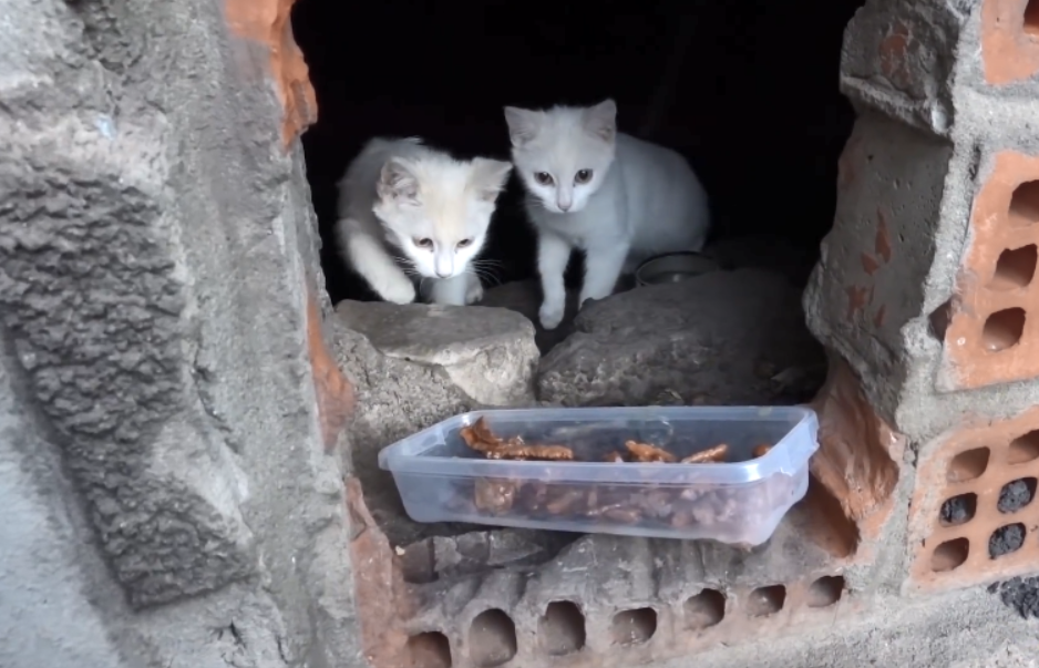 流浪猫一家躲在洞里,2只小白猫想出来吃饭,却屡次被猫