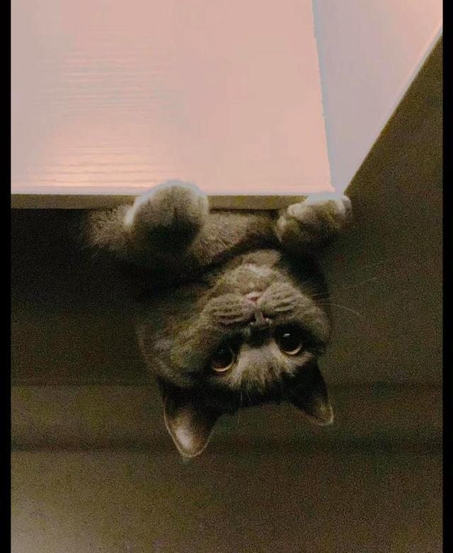 猫咪躲在床头伸头看网友,把主人吓出一身冷汗,还以为是蝙蝠呢!