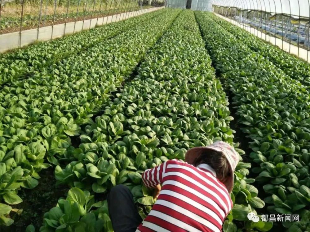 大棚,蔬菜,大棚蔬菜种植,农民专业合作社,蔬菜种植,冯全红