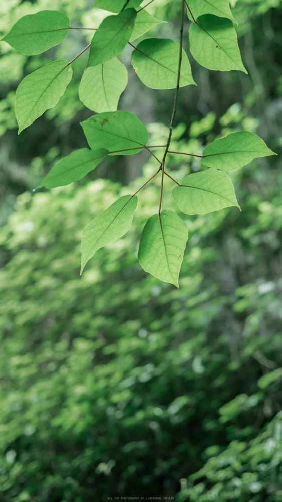 清爽绿色壁纸