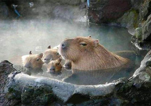 浴池里泡澡的是水豚,可从水里伸出来的却是一双"猪蹄"