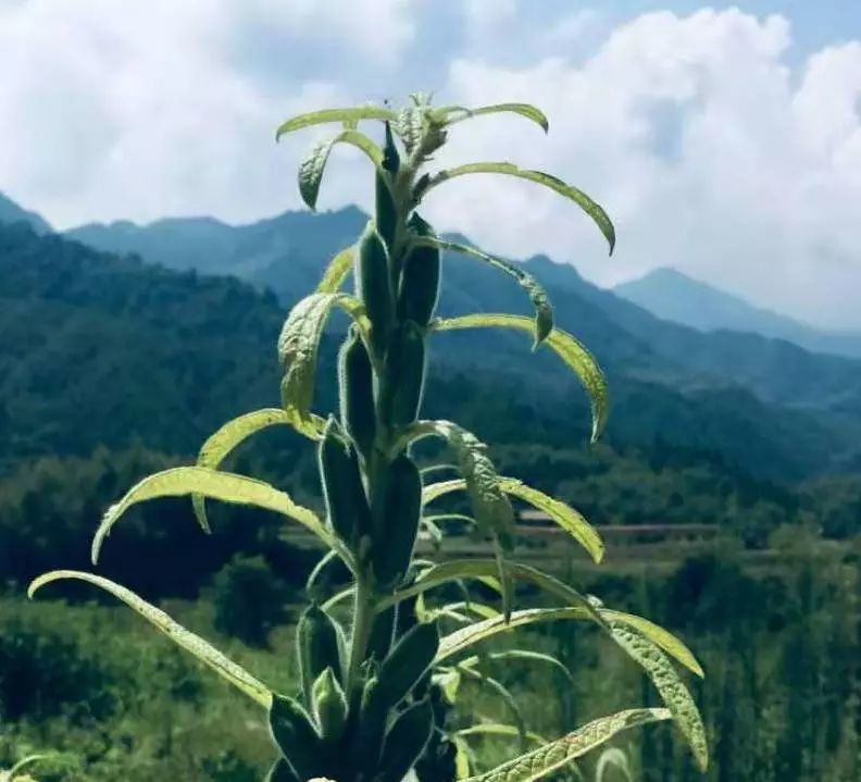 芝麻,芝麻糖,芝麻杆,蒴果