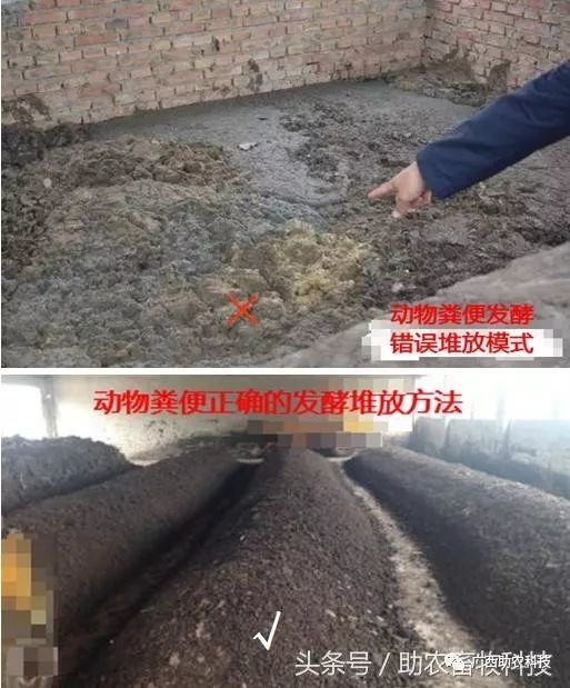 要特别强调:在一个堆粪房内将鸭鹅粪便堆成一个大堆是无法发酵的