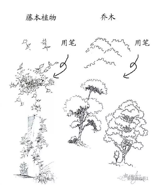 练完这些植物手绘,真心可以入门
