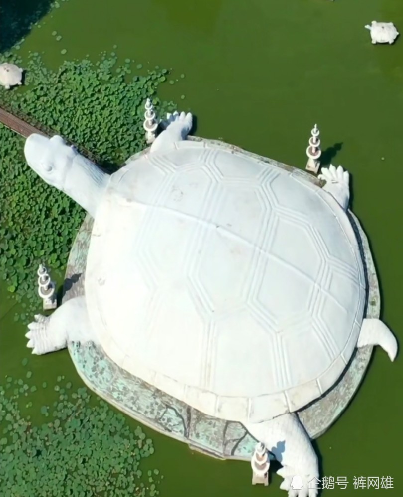 东方巨龟苑里面的巨龟栩栩如生,太震撼了!