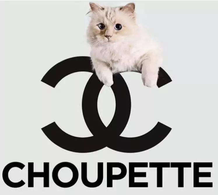 此外,choupette 有自己的香奈儿系列.