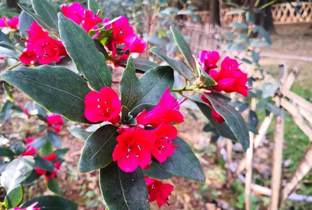 红马银花rhododendron vialii——昆明植物园