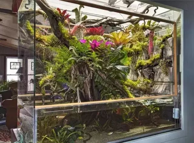 关于雨林缸造景的搭建制作过程