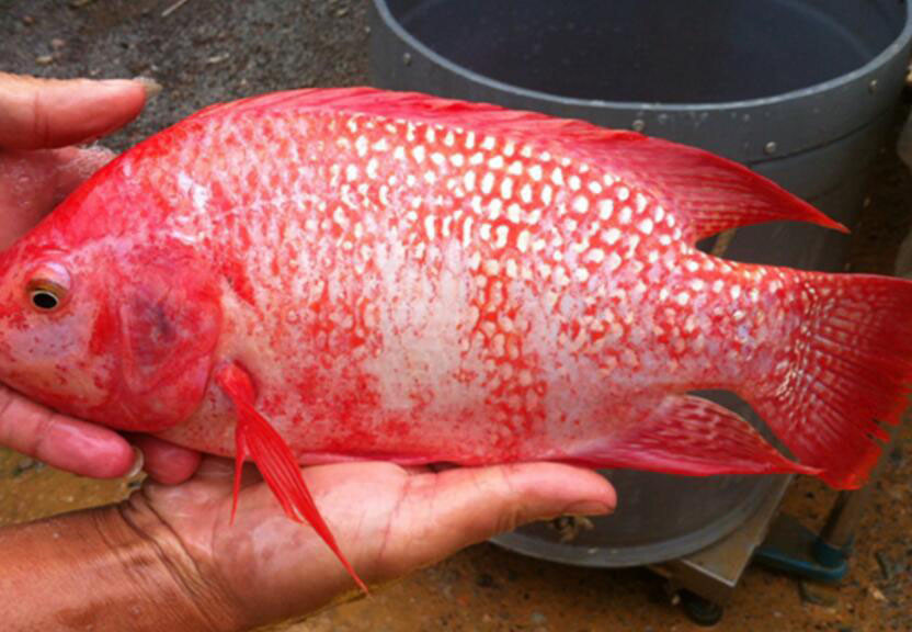 该鱼俗称红罗非鱼,是杂交的突变种,钓鱼人该如何垂钓?