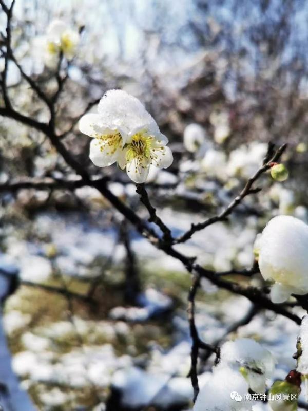 梅花山,傲雪