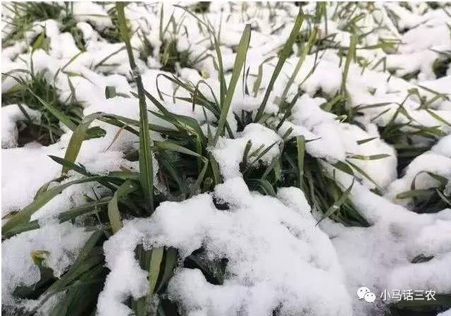 冬小麦