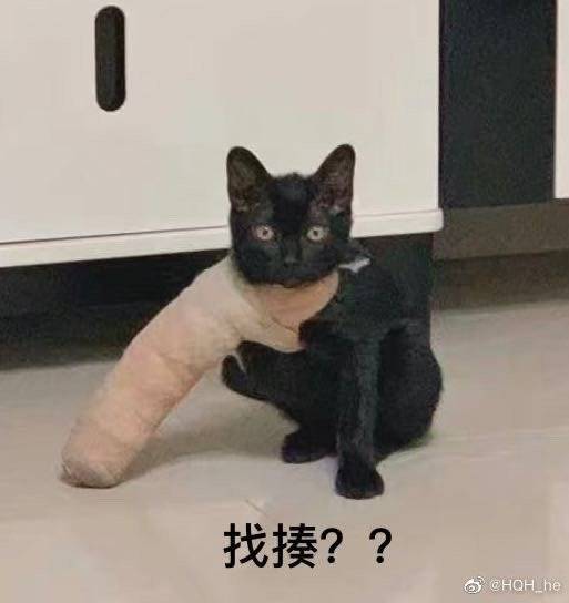 你见过猫打石膏吗