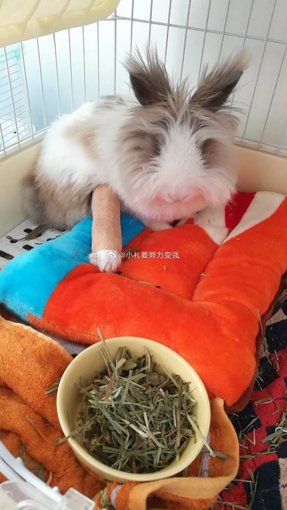 打石膏的仓鼠