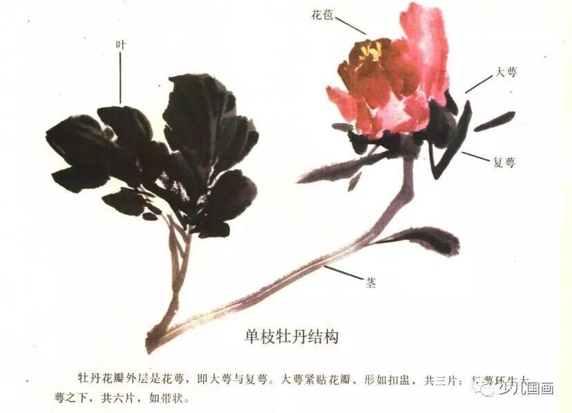 牡丹,画法,花苞