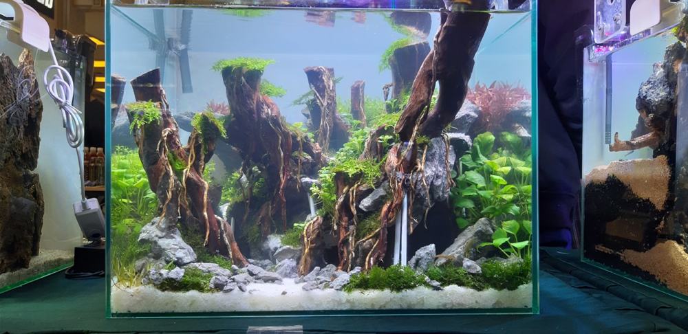 鱼缸造景比赛,现场制作,选出23个精品草缸作品