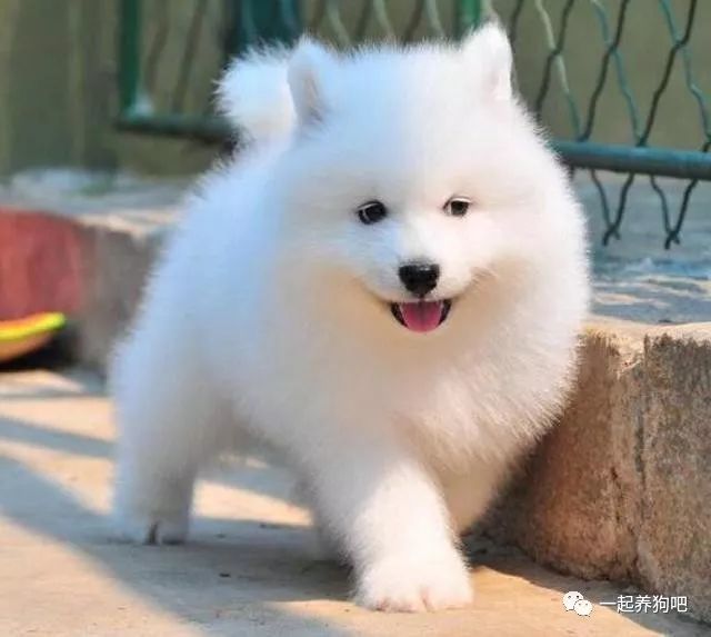 萨摩耶犬洗澡讲究多,这