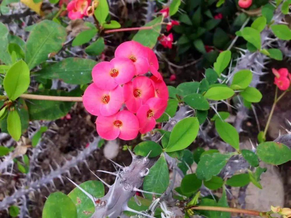 虎刺梅,虎尾兰,花卉