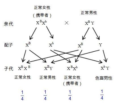 图四 红绿色盲遗传图谱