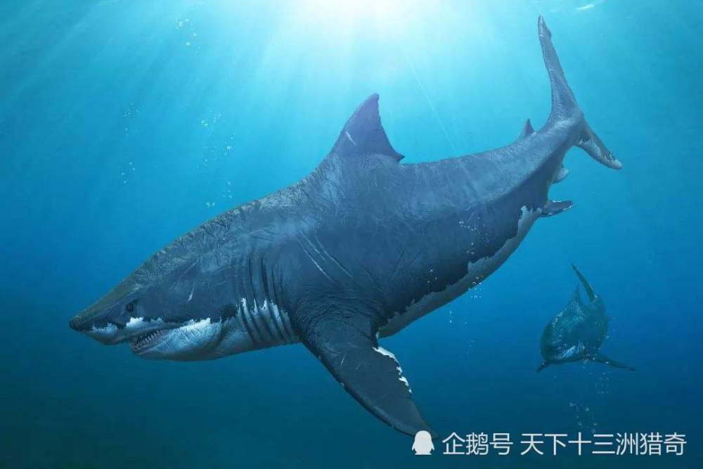 上古六大海洋巨兽,古代鲨鱼竟有50吨重,咬合力36吨!