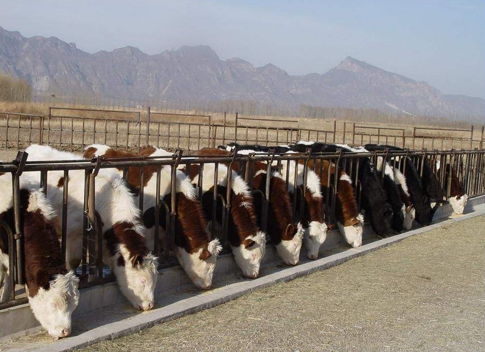 新手养肉牛搭建简易牛舍试探性的发展趋势