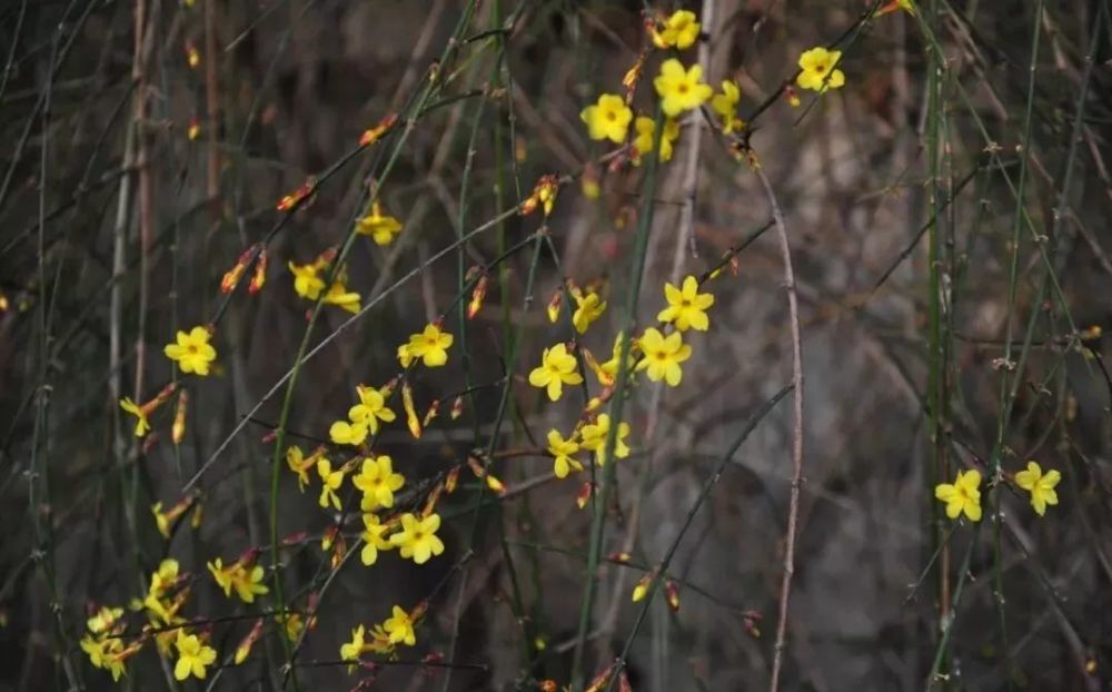 山东迎春花正开,来!带你云"赏花"!