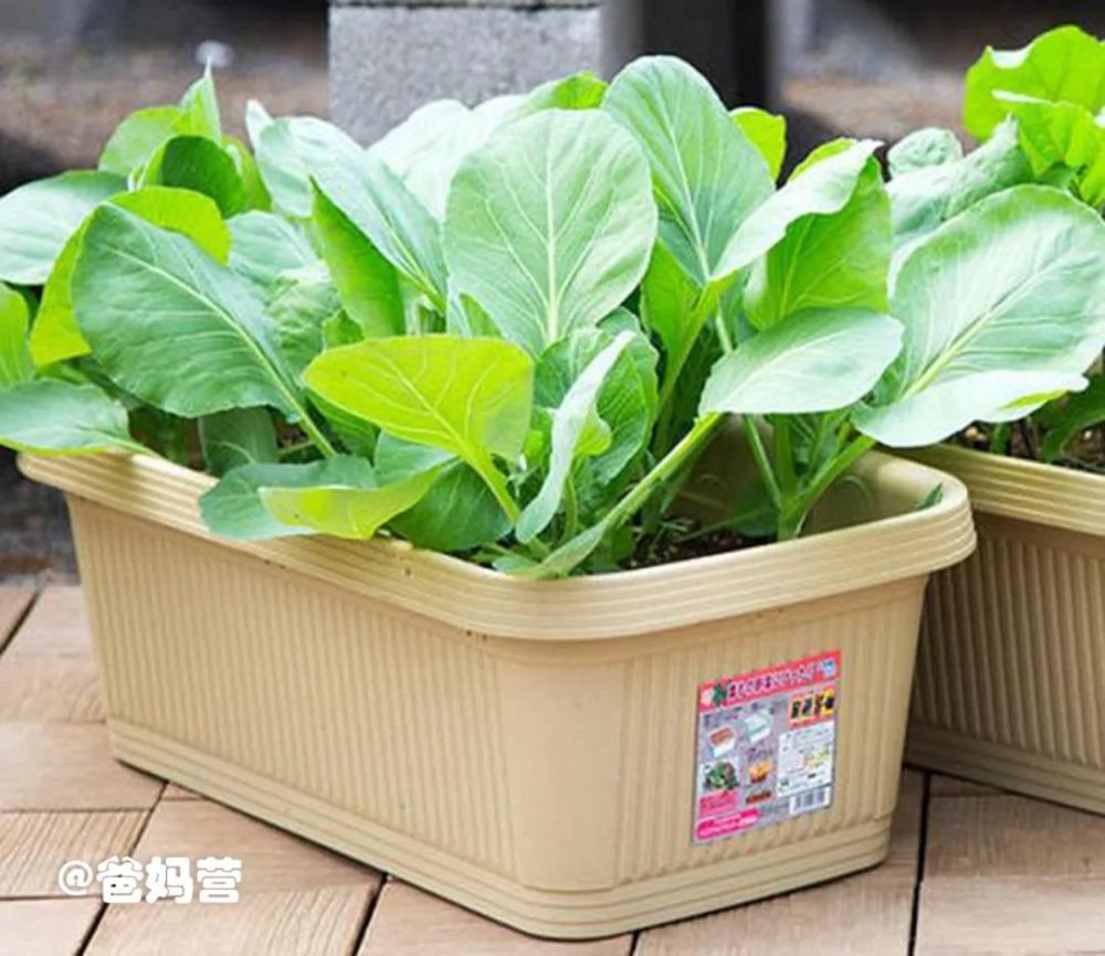 看看450万人围观的"我在阳台种菜吃"!
