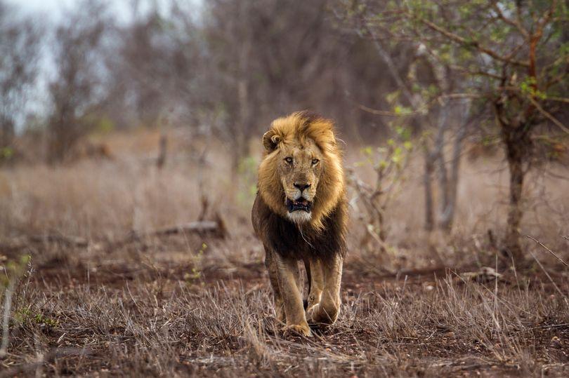 南非,狮子,禁猎区,动物园,猛兽